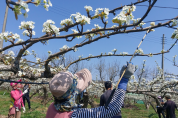 꿀벌 수 급감...경북 꽃가루은행 운영으로 농가 도와