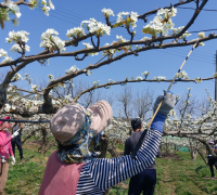꿀벌 수 급감...경북 꽃가루은행 운영으로 농가 도와